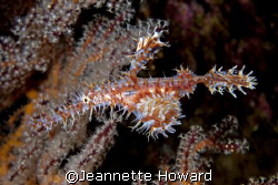 Harlequin Ghost pipefish, what a beautiful animal...Solom... by Jeannette Howard 